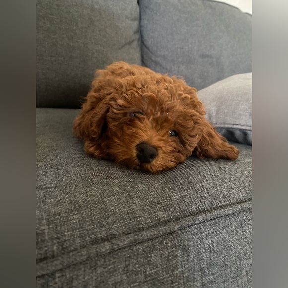 Meet the cute poodles! - Picture 7 of 8